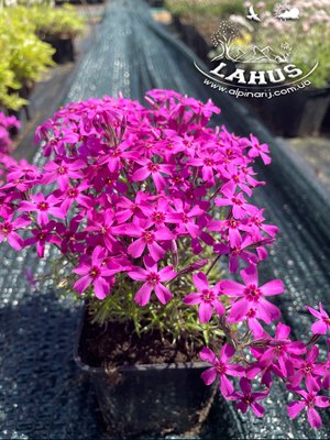 Phlox subulata 'Red Wing'