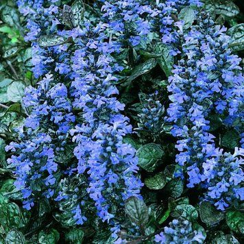 Ajuga pyramidalis 'Metallica Crispa'