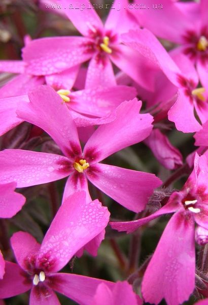 Phlox subulata 'Red Wing'