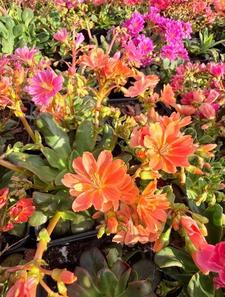 Lewisia Cotyledon оранжева