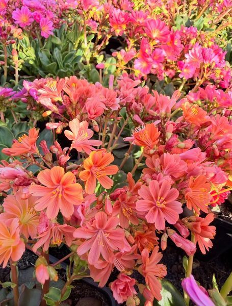 Lewisia Cotyledon оранжева