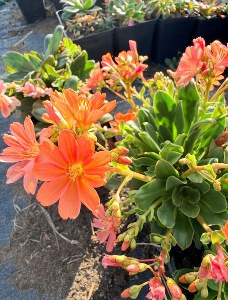 Lewisia Cotyledon оранжева