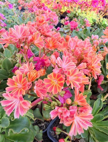 Lewisia Cotyledon оранжева