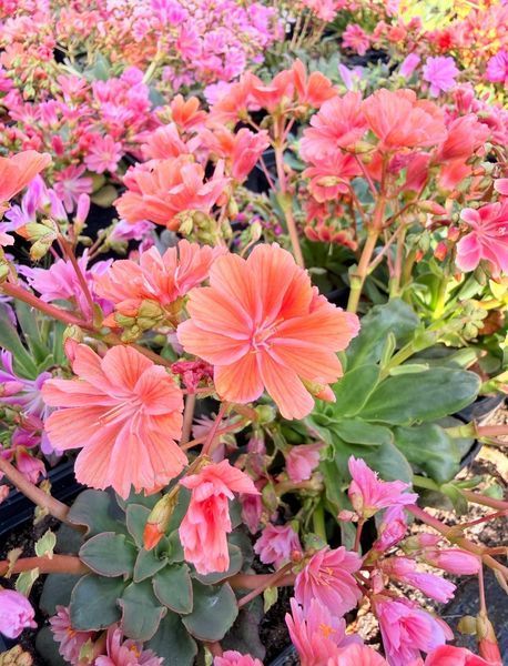 Lewisia Cotyledon оранжева