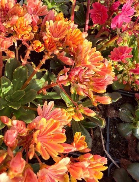 Lewisia Cotyledon оранжева