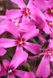 Phlox subulata 'Red Wing'