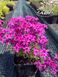 Phlox subulata 'Red Wing'