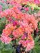 Lewisia Cotyledon оранжева