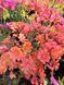Lewisia Cotyledon оранжева