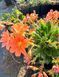 Lewisia Cotyledon оранжева