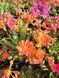Lewisia Cotyledon оранжева