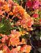 Lewisia Cotyledon оранжева