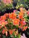 Lewisia Cotyledon оранжева