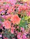 Lewisia Cotyledon оранжева