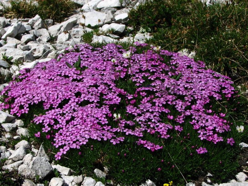 Silene acaulis 'Mount Snowdon'