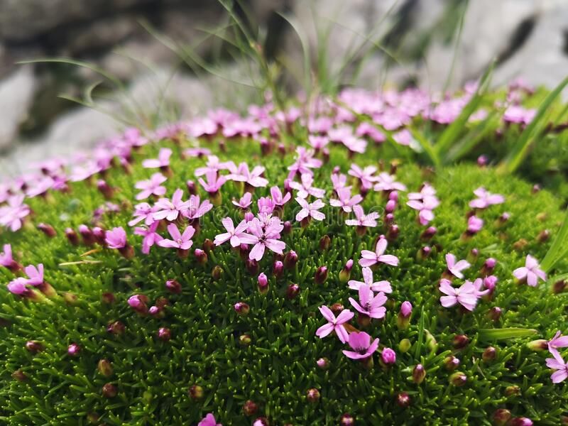 Silene acaulis 'Mount Snowdon'