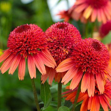 Echinacea ' Carrot Cake '