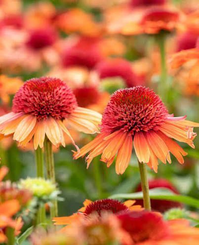Echinacea ' Carrot Cake '