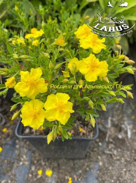 Helianthemum 'Lunulatum'