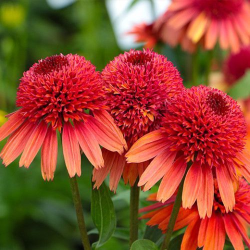 Echinacea ' Carrot Cake '