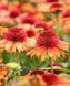 Echinacea ' Carrot Cake '