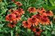 Echinacea ' Carrot Cake '