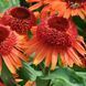 Echinacea ' Carrot Cake '
