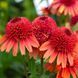 Echinacea ' Carrot Cake '