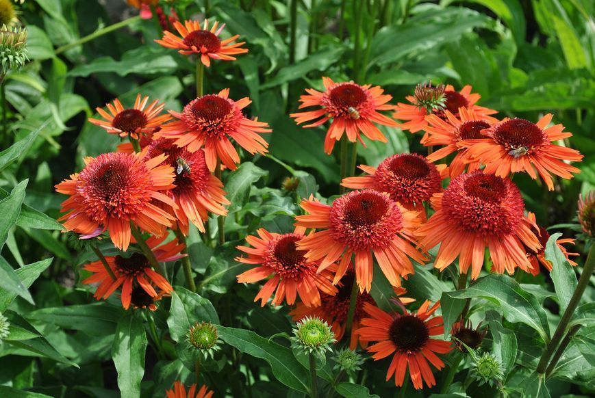 Echinacea ' Carrot Cake '