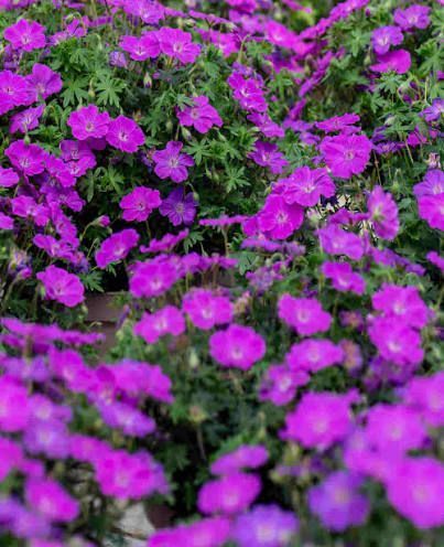 Geranium x hybridum Frivolius Purple