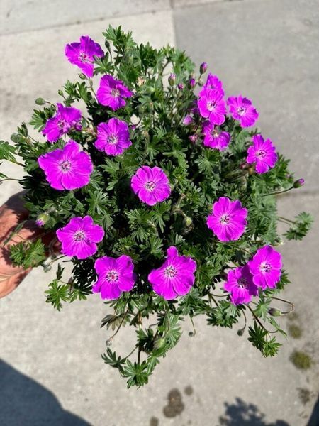 Geranium x hybridum Frivolius Purple