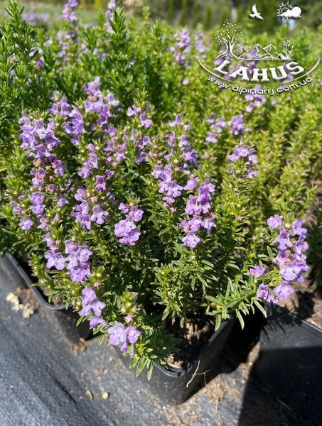 Satureja montana subsp.illyrica
