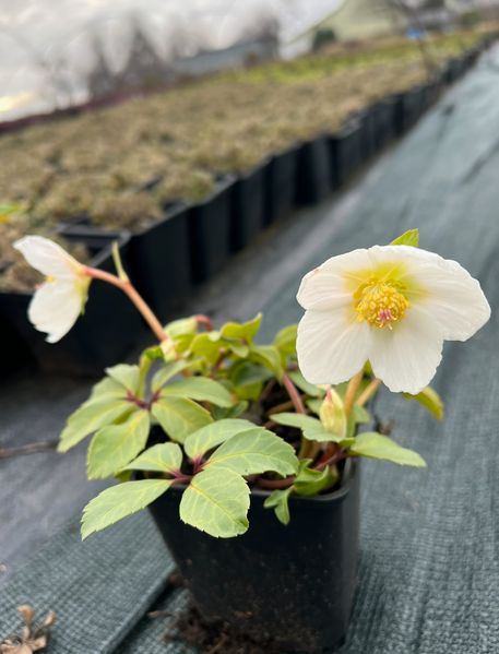 Helleborus 'Niger'