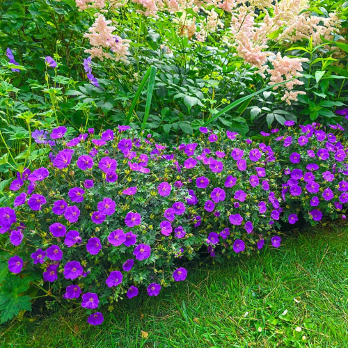 Geranium x hybridum Frivolius Purple
