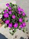 Geranium x hybridum Frivolius Purple