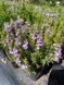 Satureja montana subsp.illyrica
