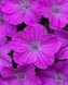 Geranium x hybridum Frivolius Purple