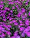 Geranium x hybridum Frivolius Purple