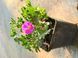 Geranium x hybridum Frivolius Purple