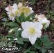 Helleborus 'Niger'