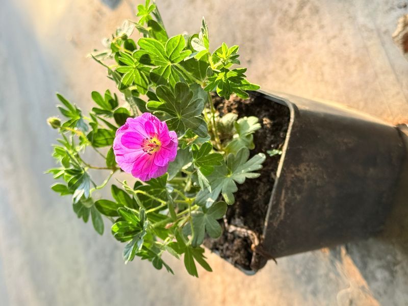 Geranium x hybridum Frivolius Purple