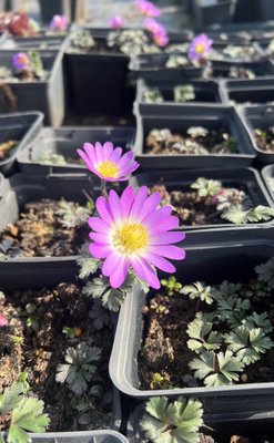 Anemone Blanda splendour Violet
