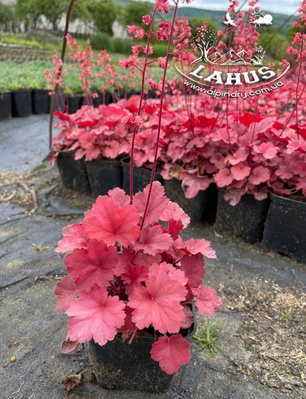 Heuchera 'Cherry Cola'