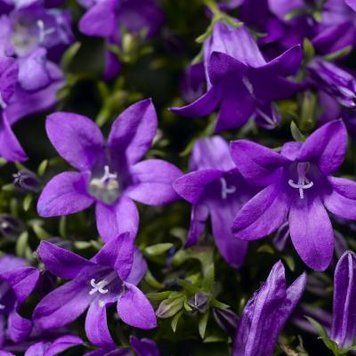 Campanula Portenschlagiana