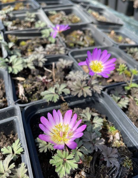 Anemone Blanda splendour Violet