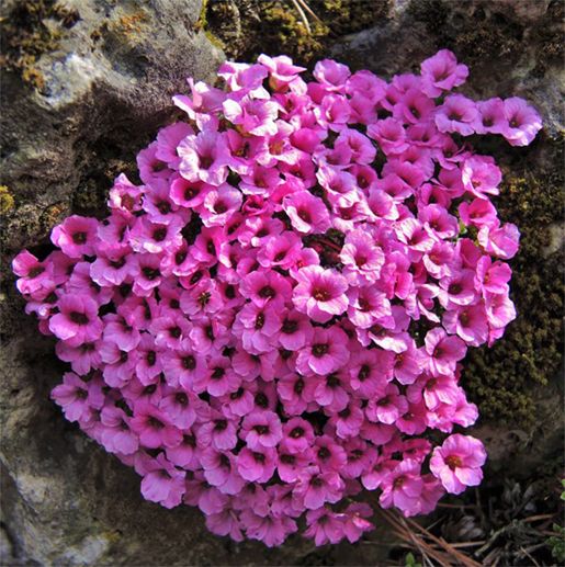 Saxifraga "Laka"