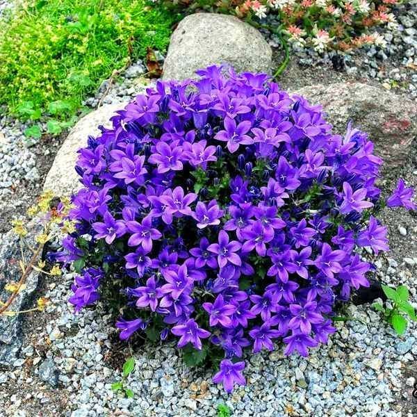 Campanula Portenschlagiana