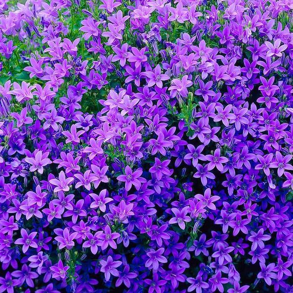 Campanula Portenschlagiana