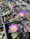Anemone Blanda splendour Violet