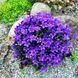Campanula Portenschlagiana